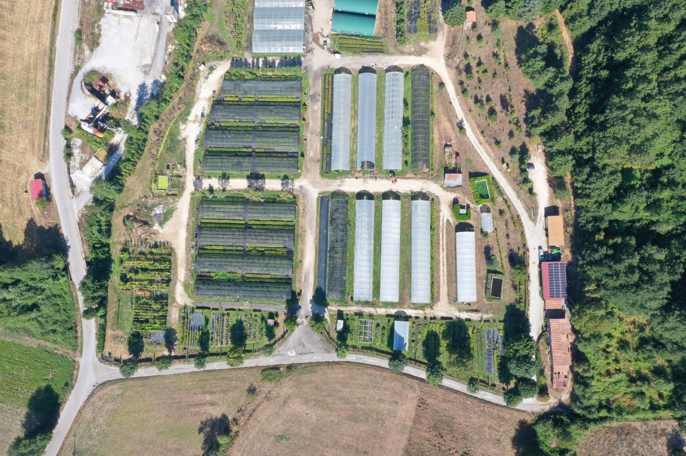 piante forestali Puglia