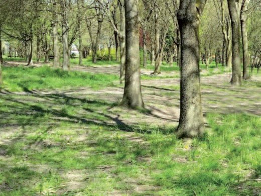 Bosco di latifoglie cresciuto da piante forestali per imboschimenti