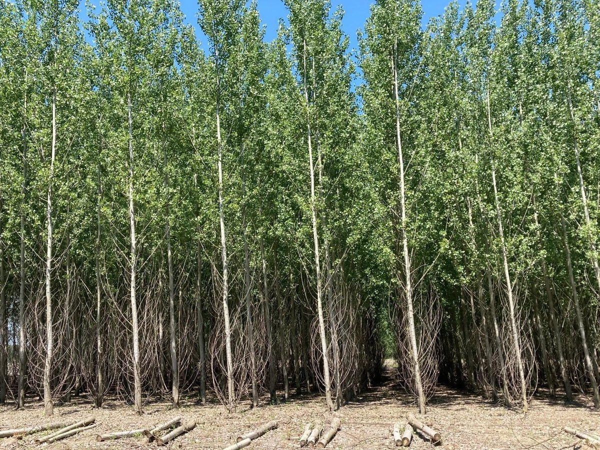 Pioppeto adulto destinato alla produzione di legname