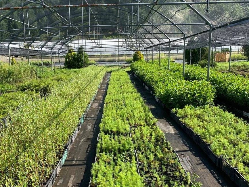 Vivaio con arbusti in contenitore per siepi campestri