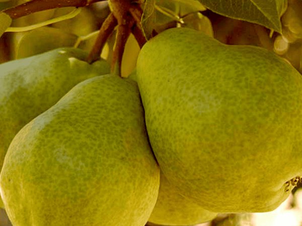 Pere di una varietà antica ancora sulla pianta